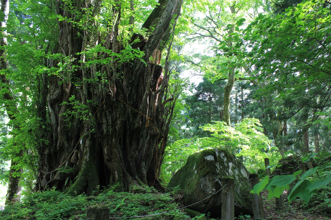 白山神社のカツラの大木 越前おおの観光ガイド